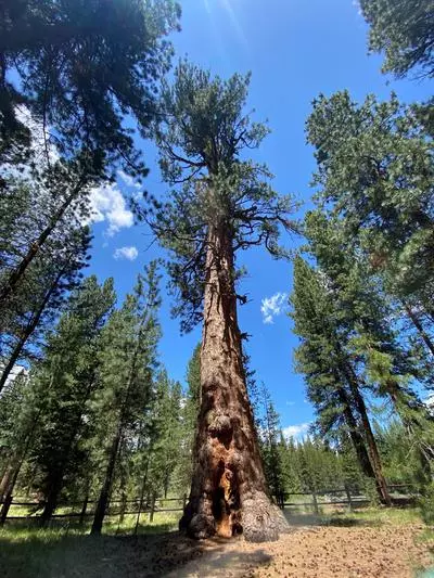 Big Tree